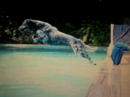 Bronte a por la pelota en la piscina de casa